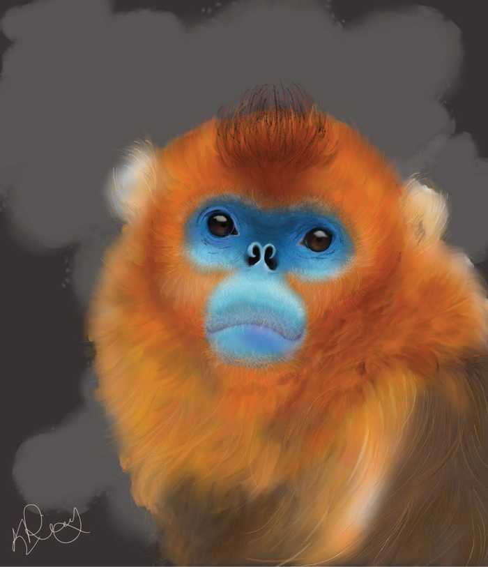 Golden Snub-Nosed Monkey