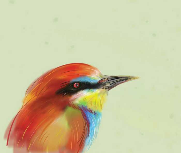 European Bee-Eater